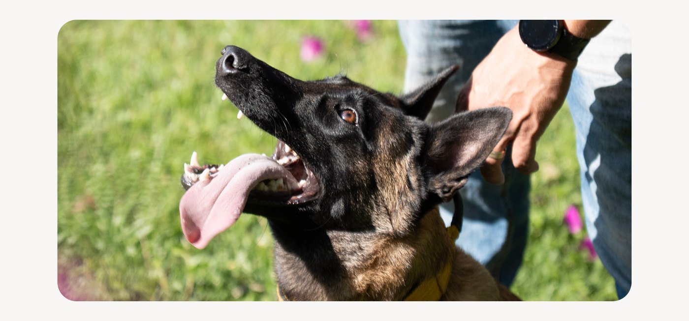 Cão atento durante o trabalho comportamental